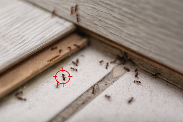 Best Pest Control for Homes  in Dock Junction, GA