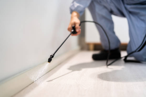 Best Flea Control Services  in Dock Junction, GA