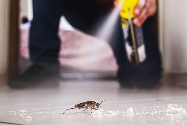 Best Bed Bug Extermination  in Dock Junction, GA